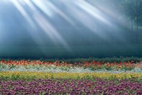 Framed Field of multicolored flowers with streaks of white light rays