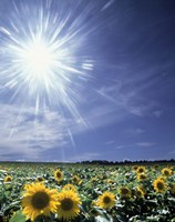 Framed Bright burst of white light above field of sunflowers