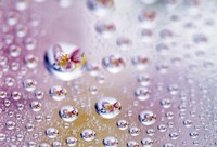 Framed Close up of water droplets with flower reflected in centers
