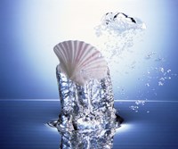 Framed White scallop shell being raised on pillar of bubbling water