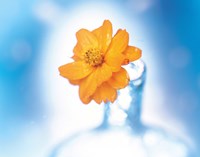 Framed Close up of ruffled marigold bloom in blue bottle with blurred blue and white background