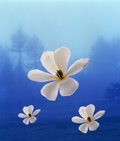 Framed Three white orchids floating in foggy blue sky with silhouette of trees in background