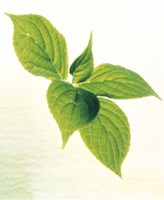 Framed Close-Up of Green Leaves IV