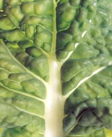 Framed Close up of bumpy vegetable leaf with white stalk