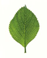 Framed Close up of Green Leaf