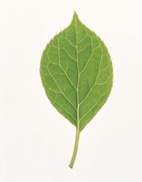 Framed Vertical Green Leaf on Light Grey