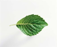 Framed Horizontal Green Leaf on Light Grey