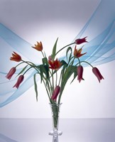 Framed Long stemmed bouquet of dark pink tulips in a small vase draped with light blue sheer fabric