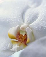 Framed Close up of center of white orchid with yellow center