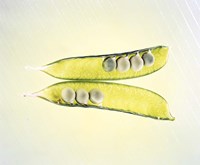 Framed Two transparent pea pods with yellow green background