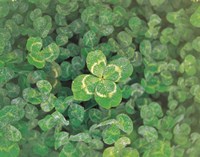 Framed Close up of green clover