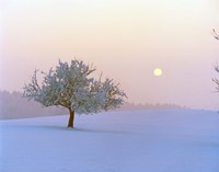 Framed Foggy winter scene with tree and moon