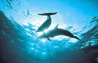 Framed Upward view of two silhouetted dolphins on surface of sea