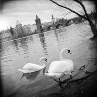 Framed Two swans in a river, Vltava River, Prague, Czech Republic