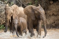 Framed African elephants (Loxodonta africana) playing with water, Samburu National Park, Rift Valley Province, Kenya