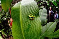 Framed Close-up of a Red-Eyed Tree frog (Agalychnis callidryas) sitting on a banana leaf, Costa Rica