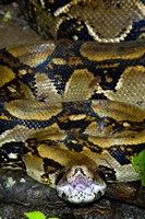 Framed Close-up of a Boa Constrictor, Arenal Volcano, Costa Rica