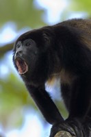 Framed Close-up of a Black Howler Monkey (Alouatta caraya), Costa Rica