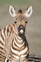 Framed Close-up of a Burchell's zebra foal (Equus burchelli), Ngorongoro Crater, Ngorongoro, Tanzania