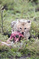 Framed Cheetah cub (Acinonyx jubatus) eating a dead animal, Ndutu, Ngorongoro, Tanzania