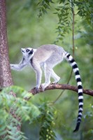Framed Ring-Tailed lemur (Lemur catta) climbing a tree, Berenty, Madagascar