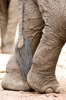 Framed Close-up of legs and tail of an African elephant (Loxodonta africana), Lake Manyara, Tanzania