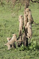 Framed Cheetah Cubs (Acinonyx jubatus), Ndutu, Ngorongoro, Tanzania