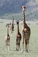 Framed Giraffes (Giraffa camelopardalis) standing in a forest, Lake Manyara, Tanzania