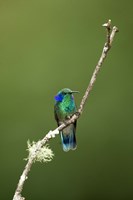 Framed Close-up of a Green Violetear hummingbird (Colibri thalassinus), Savegre, Costa Rica