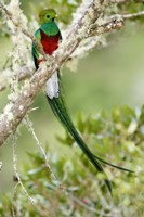 Framed Close-up of Resplendent quetzal (Pharomachrus mocinno) perching on a branch, Savegre, Costa Rica