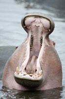 Framed Close-up of a hippopotamus (Hippopotamus amphibius) yawning in a lake, Lake Manyara, Tanzania