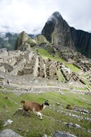Framed High angle view of Llama (Lama glama) with Incan ruins in the background, Machu Picchu, Peru