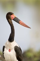Framed Close-up of a Saddle Billed stork (Ephippiorhynchus Senegalensis) bird, Tarangire National Park, Tanzania