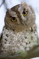 Framed Close Up of an African Scops owl (Otus senegalensis), Tarangire National Park, Tanzania