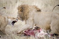 Framed Lion and a lioness (Panthera leo) fighting for a dead zebra, Ngorongoro Crater, Ngorongoro, Tanzania
