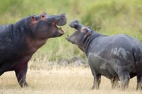 Framed Two hippopotamuses (Hippopotamus amphibius) sparring in a forest, Ngorongoro Crater, Ngorongoro, Tanzania