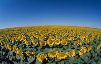 Framed Sunflowers (Helianthus annuus) in a field