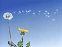 Framed Dandelion (Taraxacum officinale) seeds blowing in the air