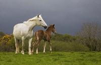 Framed Mare and Foal, Co Derry, Ireland