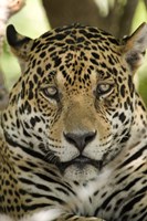 Framed Close-up of a Jaguar (Panthera onca), Three Brothers River, Meeting of the Waters State Park, Pantanal Wetlands, Brazil