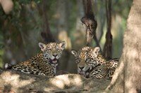 Framed Jaguars (Panthera onca) resting in a forest, Three Brothers River, Meeting of the Waters State Park, Pantanal Wetlands, Brazil
