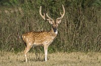 Framed Spotted deer (Axis axis) in a forest, Keoladeo National Park, Rajasthan, India