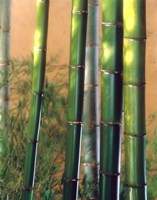 Framed Bamboo Sticks
