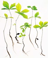 Framed Saplings with Root on White Background