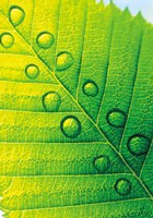 Framed Extreme Close Up of Leaf Vein with Droplets