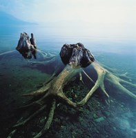 Framed Old Tree Trunks Underwater