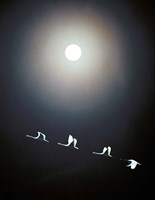 Framed Cranes Flying Across the Moon