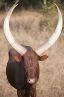 Framed Ankole-Watusi cattle standing in a field, Queen Elizabeth National Park, Uganda