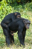 Framed Female chimpanzee (Pan troglodytes) carrying its young one on back, Kibale National Park, Uganda
