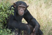 Framed Chimpanzee (Pan troglodytes) in a forest, Kibale National Park, Uganda